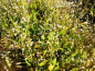 Preview: schmalblättriger Froschlöffel - Alisma lanceolatum